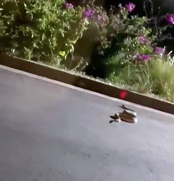 Enorme serpiente sorprende a automovilistas en Cumbres (VIDEO)