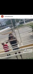 Exesposa de Rochy RD, es captada en video llegando a su casa con intenciones de agredirlo