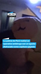 Operativo antidroga con capibara