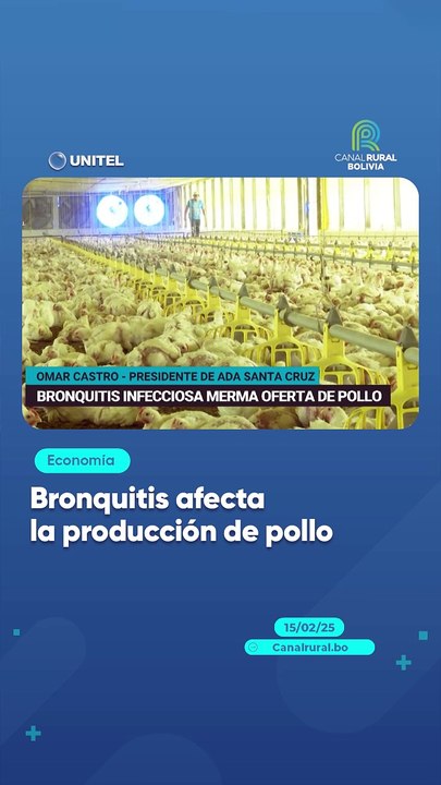 Bronquitis afecta la producción de pollo