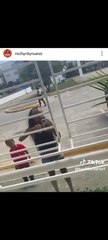 Exesposa de Rochy RD, es captada en video llegando a su casa con intenciones de agredirlo
