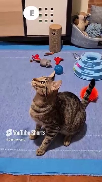 funny cat#treading shorts #viral videos#fun#comedia #trending# #treading #viralv