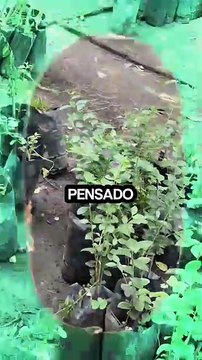 ¡Se regalan árboles! Los ofrecen gratuitamente en Viveros de Coyoacán