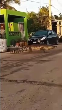 Captan al famoso Spike, un enorme cocodrilo, de paseo en calles de Río Lagartos