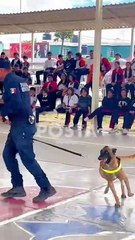Las Unidades Caninas son aliados de la Policía