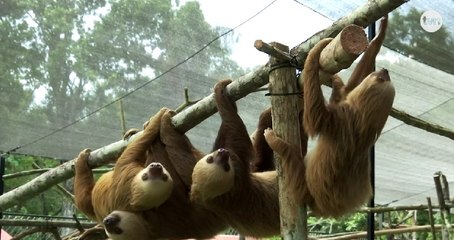 Mundo Verde: Conservación de vida silvestre