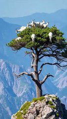 ,,,,,,Where the goats are eating the food,,,,,,
