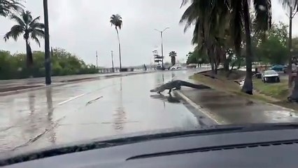 Cocodrilo sale de la Laguna del Carpintero y se pasea en Tampico | VIDEO