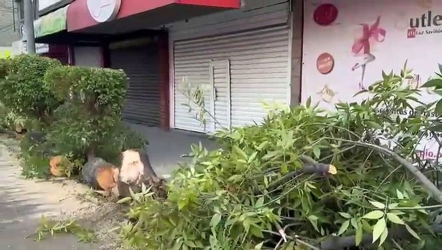 Árbol de 10 metros bloquea carriles laterales de Fray Servando