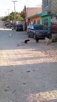 Incrementa en Los Cabos abandono de perros y gatos