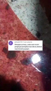 Kenapa pemijahan lele banyak yang gagal dimusim hujan, itu karena❓