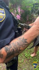 Gran susto paso una anciana al encontrarse con un caimán en su casa de Florida