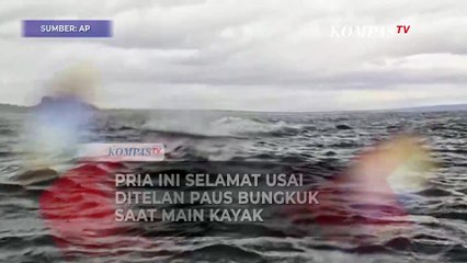 Detik-Detik Pemain Kayak Selamat Setelah Ditelan Paus Bungkuk