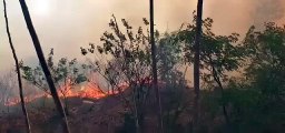 CONAFOR: Afectan 185 incendios forestales a México (VIDEO)