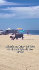 Se multará con hasta 20 mil pesos a dueños de ganado suelto en Los Cabos