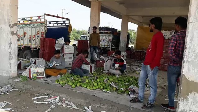 swm news...जिले में 20 हजार परिवारों की रोजी-रोटी अमरूदों की खेती पर निर्भर
