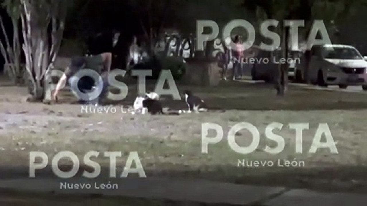 Vecino tiene 4 años dando cena a gatitos en parque de Monterrey (VIDEO)