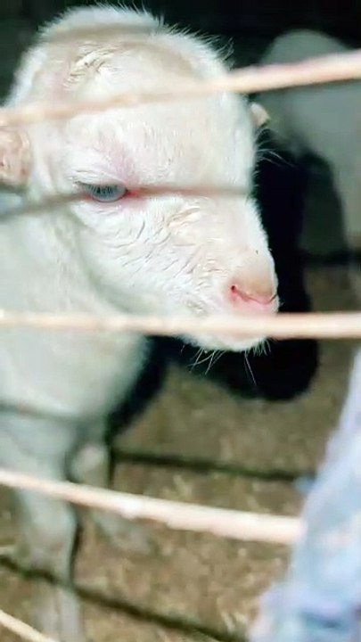 Pets life #trending #usa #viral #shortvideo #baby #pet #animals #goats #bakra #bakramandi