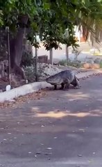 Capturan a Juancho, el enorme cocodrilo de Progreso; lo liberan en la Zona Cero