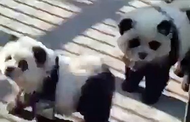 Perritos panda: Nueva atracción de zoológico en China