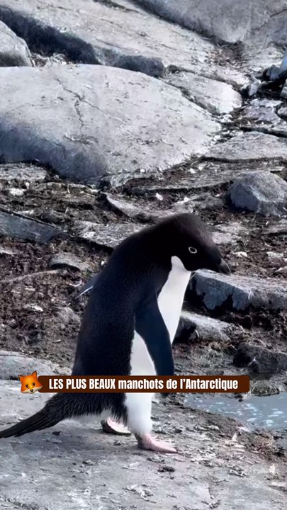 LES PLUS BEAUX manchots de l’Antarctique