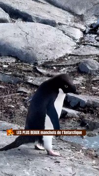 LES PLUS BEAUX manchots de l’Antarctique