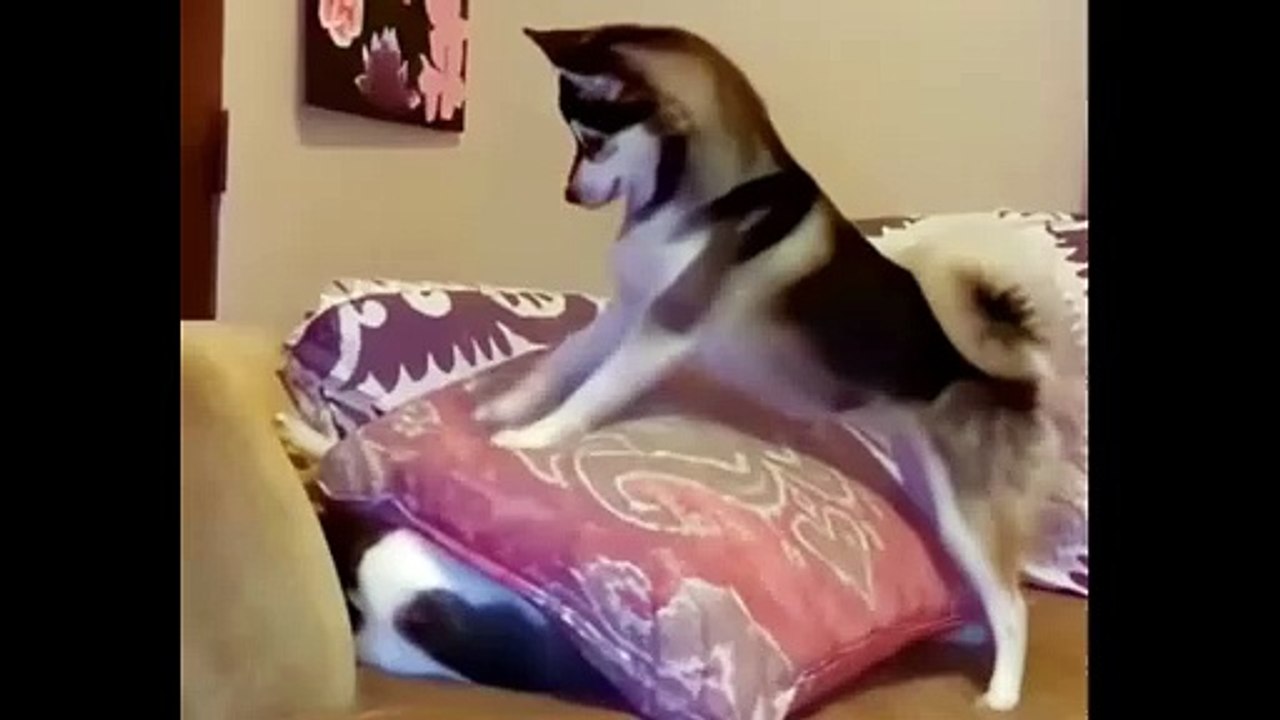 Funniest Cat 🐱 Fails Compilation