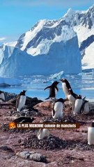 LA PLUS MIGNONNE colonie de Manchots