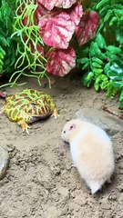 Hop & Paws: Comedy Unleashed