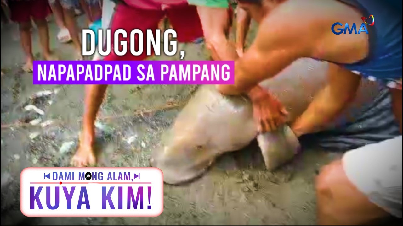 Dambuhalang dugong, napadpad sa pampang! | Dami Mong Alam, Kuya Kim!