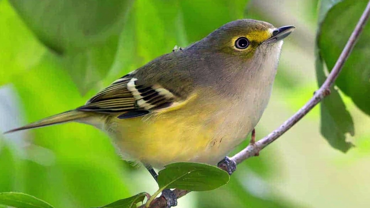 White eyed vireo Call