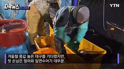 [자막뉴스] 정부의 과감한 결정...활기 찾은 동해안 / YTN