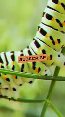 #allah #shorts #trending #shortsfeed