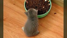 Selective hearing activated.