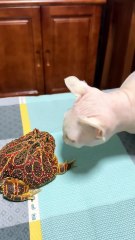 Epic Showdown: Cat vs. Frog – Who Wins the Stare-Off?"