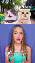 Las mascotas chilangas tienen derechos