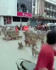 Bandas de monos se pelean en Tailandia (VIDEO)