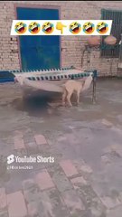 # goat julla # funny  seen