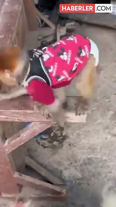 Yasaklı hayvan satışına operasyon düzenlendi: Evden makak maymunu ve üç sincap çıktı