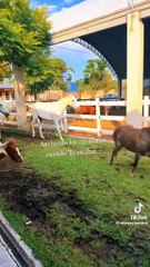 Dan caballos emotivo adiós a Elena Larrea, fundadora de Cuacolandia (VIDEO)