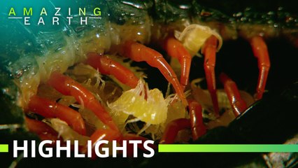 Amazing Earth: Centipede, a silent killer in the jungle!