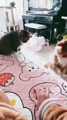 Funny cat videos try not to laugh or grin clean: Funny cat video even