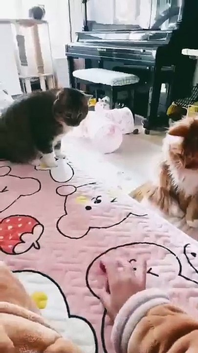 Funny cat videos try not to laugh or grin clean: Funny cat video even