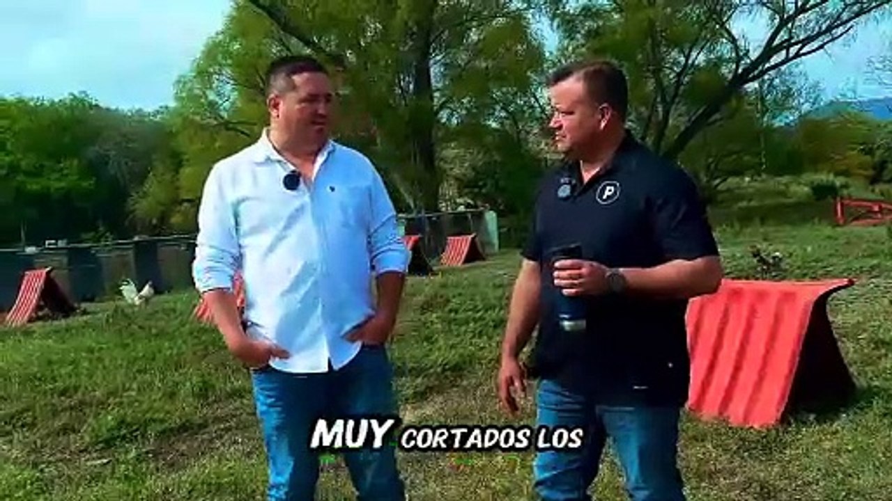 Las peleas de gallos en México: Una tradición arraigada en nuestra cultura