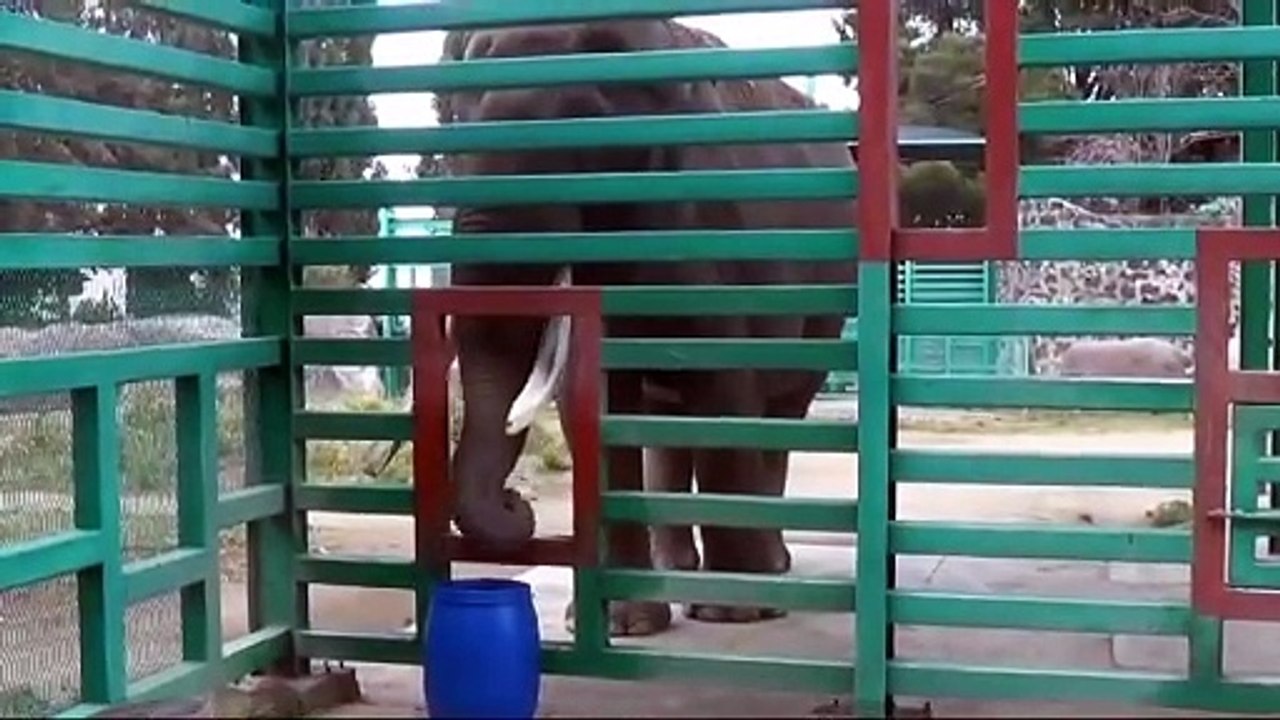 ¿Quieres honrar a Ted, el elefante en Zacango? Te decimos cómo puedes colaborar
