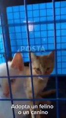 Junior el perrito aullador sigue en espera de ser adoptado