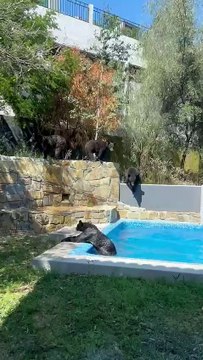 Osos invaden residencia en San Pedro ¡Se dan chapuzón en la alberca! (VIDEO)