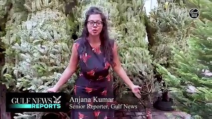 Christmas tree prices dropped 25 to 40 per cent in Dubai this year