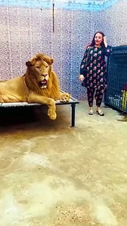 Lion Ha Billi Nahi 😎 #animals #ytshorts #lion mian Saqib #petlover