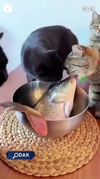 Sosyal medya bu görüntüleri konuşuyor! Kedinin suni teneffüs yaptığı balık canlandı